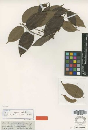 Parinari sprucei Hook. f. [isotype]