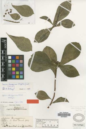 Sapium leucogynum Griseb. [holotype]