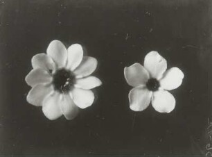 Blüten des Vergissmeinnicht (Myosotis)