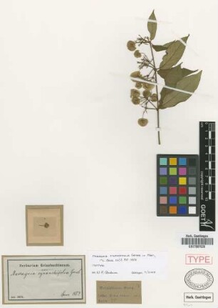 Mascagnia cynanchifolia Griseb. [isotype]