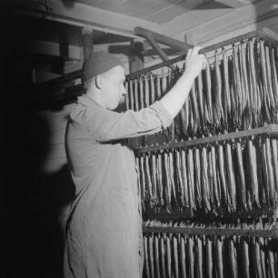 Stralsund. Fischräucherei, aufgehängte Fische