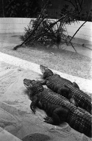 Mississippi-Alligatoren im Karlsruher Zoo.