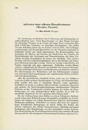 Auftreten einer seltenen Hausschwammart (Merulius Pinastri)
