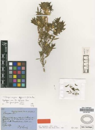 Chuquiraga spinosa Don var. Griseb. parviflora[syntype]