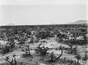 Vegetation : Blick über eine kahle Vegetationsfläche mit Anhöhen