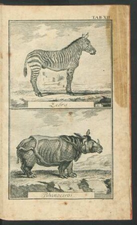 TAB. XII. Zebra. Rhinoceros