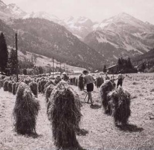 Allgäu. Heuernte bei Birgsau / Oberstdorf.