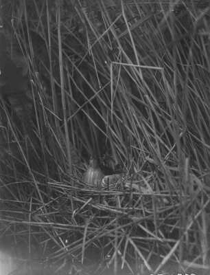Zwergdommel : Zwergdommel (Ixobrychus minutus Linnaeus) aufmerksam im Nest.