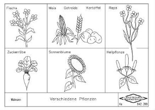 Verschiedene Pflanzen