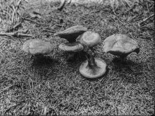 Kahler Krempling : Verkahlender oder Kahler Krempling (Paxillus involutus Fries).