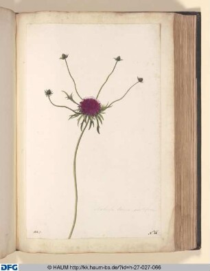 Scabiosa Indica, prolifera.