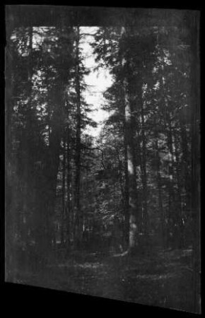 Bialowieser Forst (?) (bei Bia³owie¿a, Polen): dichter Nadelwald