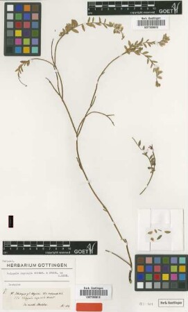 Polygala rupicola Hochst. & Steud. ex A.Rich. [isotype]