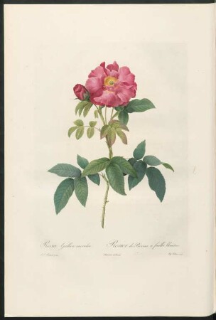 Rosa Gallica caerulea. Rosier de Provins à feuilles bleuátres. Eug. Talbeaux sculp.
