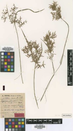 Cyperus glaucophyllus Boeckeler var. longispicatus Kük.[type]