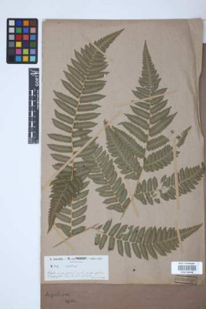 Aspidium