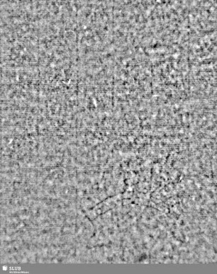 Lilienschild + IESV / LW = S.7/8