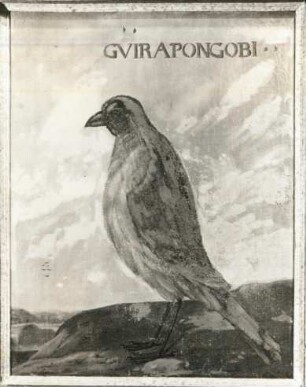 GVIRAPONGOBI brasil. Finkenvogel