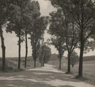 Plauen. Oelsnitzer Straße mit alten Pappeln aus der Zeit Kaiser Napoleons. Blick zum Kemmler mit Turm