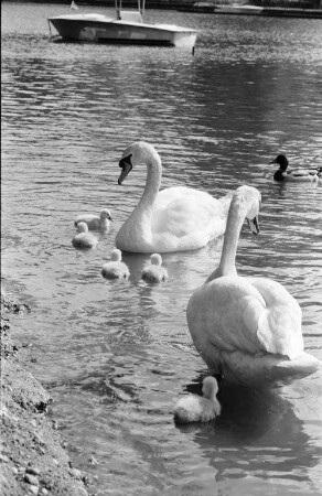 Schwanenfamilie im Ludwigssee des Karlsruher Stadtgartens.