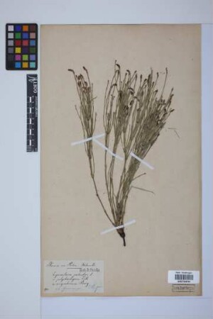 Equisetum palustre L.