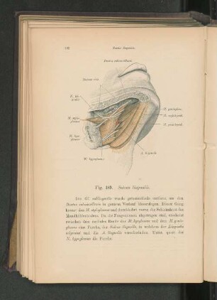 Fig. 189. Sulcus lingualis.
