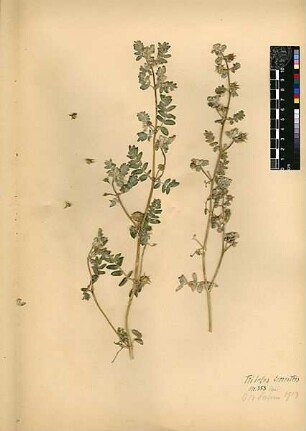 Zygophyllaceae Tribulus terrestris Linné, Carl von (1707 - 1778) [Netzer Sereni, Bir Salem, Bir Salam]