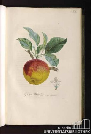 Grosse Reinette rouge liquetée.