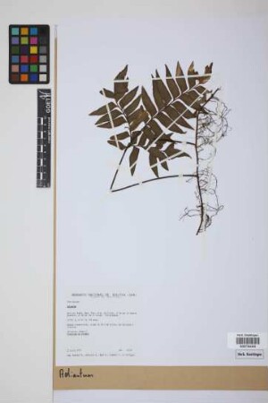 Adiantum L.