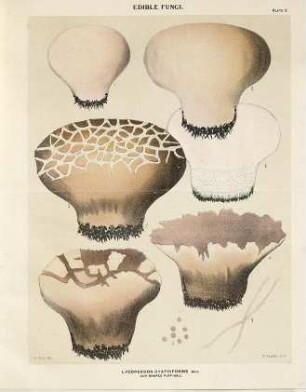 Bulletin. [2, a] = Tafeln zu Charles H. Peck
