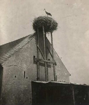 Döbra. Weißstorch (Ciconia ciconia) auf dem Nest