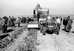 Massey Ferguson Feldschneider