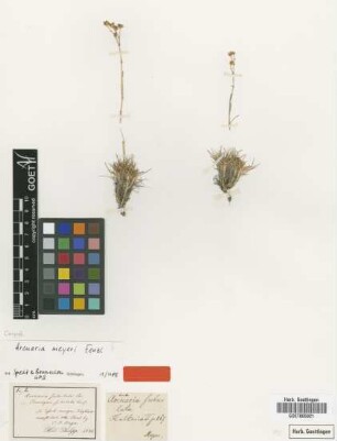 Arenaria meyeri Fenzl [type]