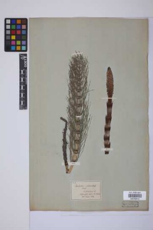 Equisetum telmateia telmateia Ehrh.