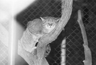 Wildkatzen im Tierpark Oberwald