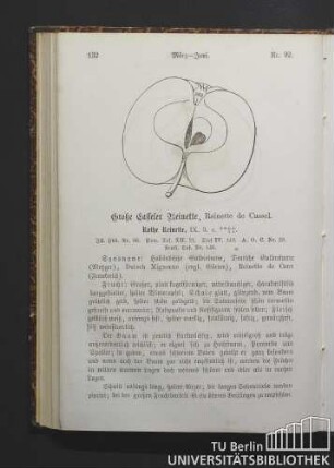 Nr. 92. Große Casseler Reinette, Reinette de Cassel.