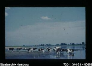 Elbe bei Altengamme