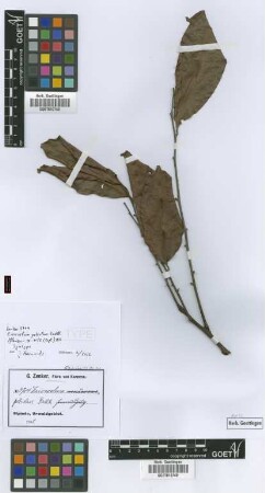 Eriocoelum petiolare Radlk. [syntype]