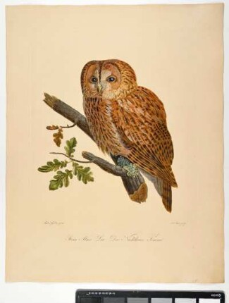 Strix. Aluco. Lin: Der Nachtkauz. Femina. - Waldkauz. Strix aluco; fem. - Zeichner: Ambrosius Gabler; Stecher: Johann Carl Bock