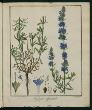 44r, Hyssopus officinalis