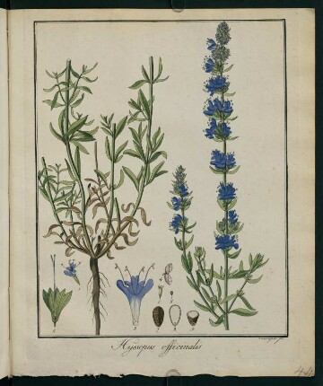 44r, Hyssopus officinalis