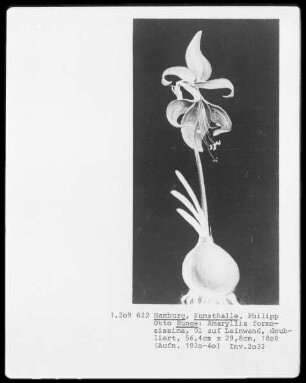 Amaryllis formosissima