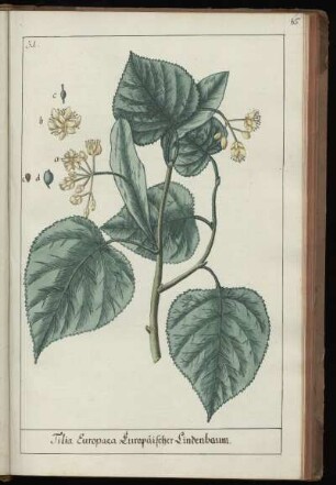 31. Tilia Europaea. Europaeischer Lindenbaum