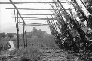Betberg: Anpflanzung von Veredelungsreben