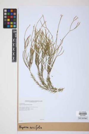 Phlegmariurus ericifolius (C. Presl) B. &Oslash;llg.