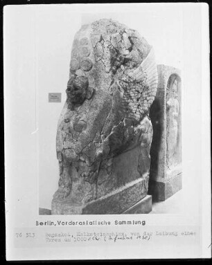 Kalksteinsphinx, von der Laibung eines Toren