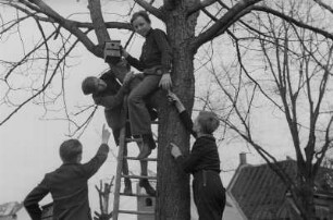 Schüler mit einem Vogel-Nistkasten : Schüler beim Anbringen des Nistkastens an einem Baum