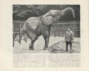 Afrikanischer Elefant