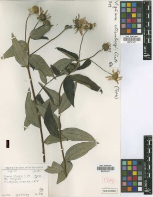 Viguiera ellenbergii Cuatrec. [isotype]