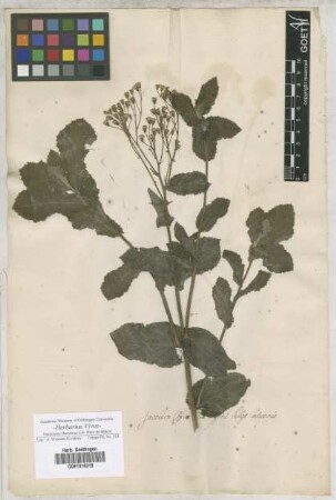 Jacobaea